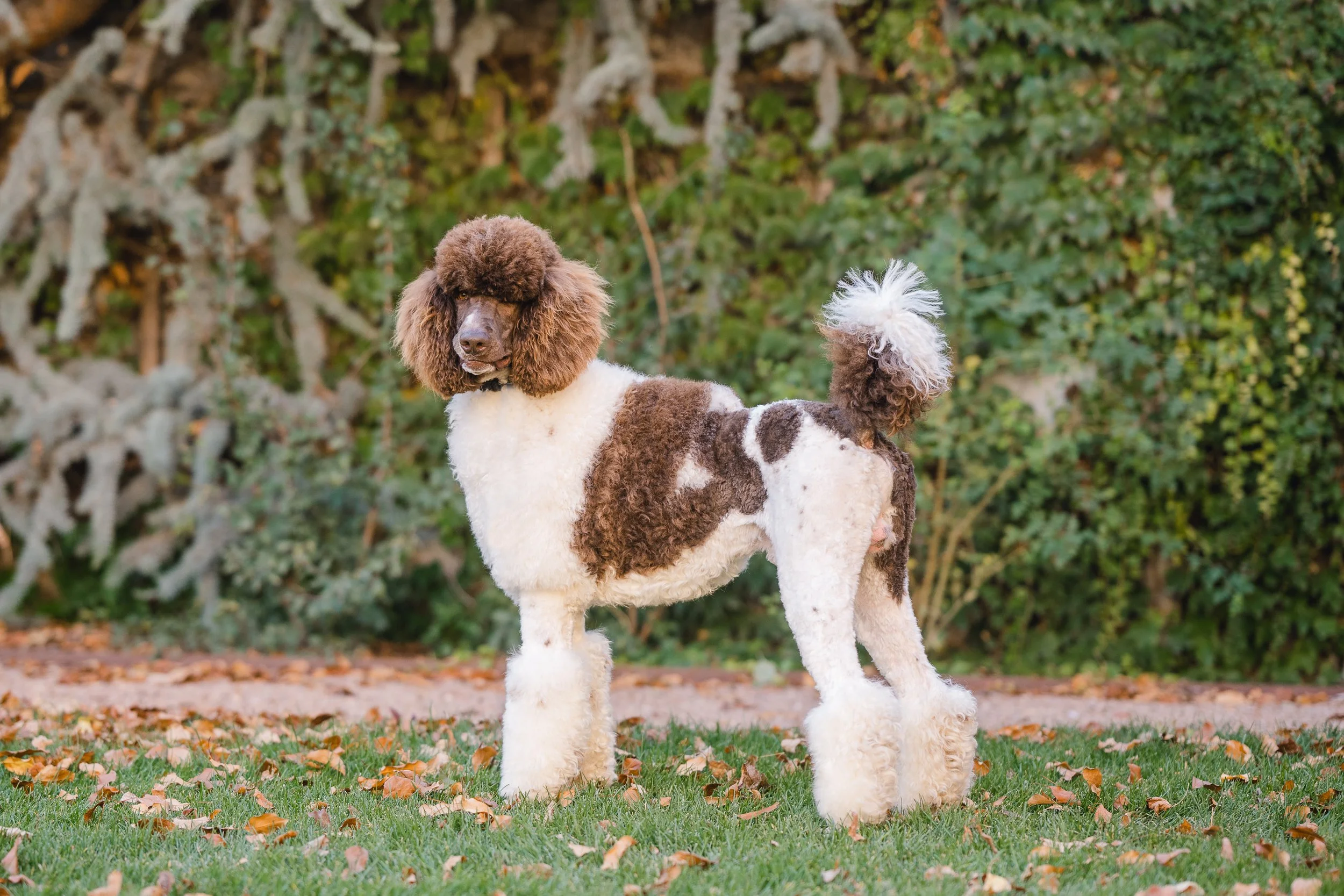 Chocolate parti poodle sales